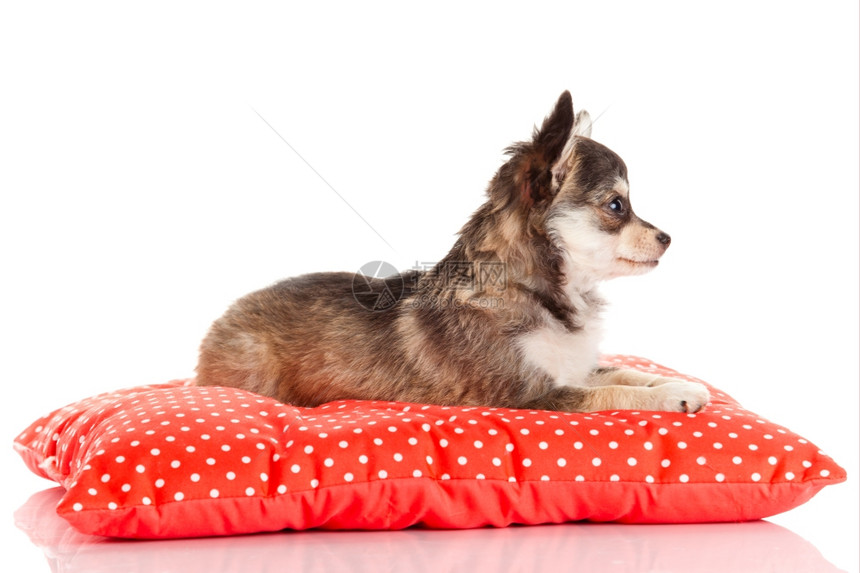 红枕头上的吉娃狗被白色背景隔离在上一只可爱纯种小狗吉娃的肖像图片