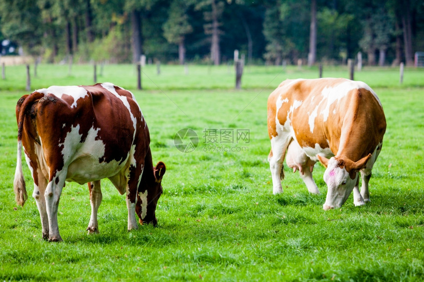 田园景象草地上的牛图片