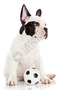 法国公牛狗有玩具球白对图片