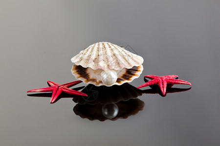 贝壳红色奇异的海壳洋宝藏背景