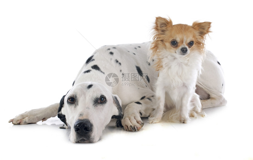 在白色背景面前的达马特犬和吉华人图片