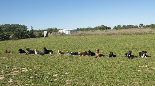 一群狗在训练服从时图片