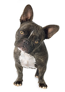 白色背景面前的纯种法国斗牛犬肖像背景图片