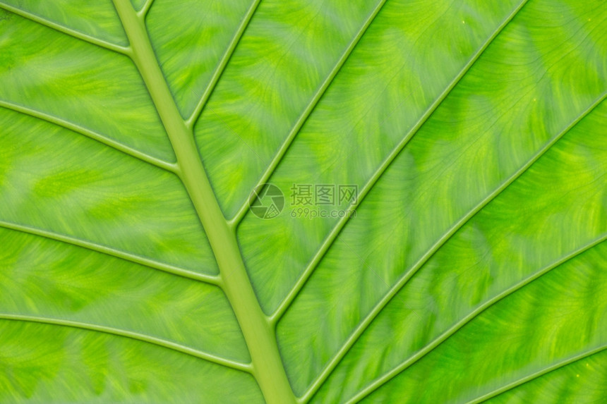 关闭的植物绿叶纹理图片