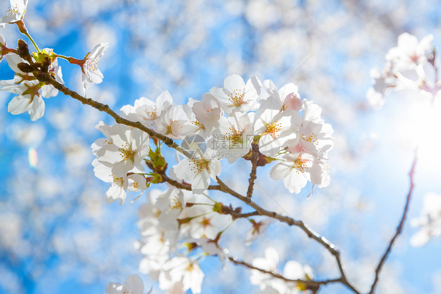 在春天盛开的桃花树图片