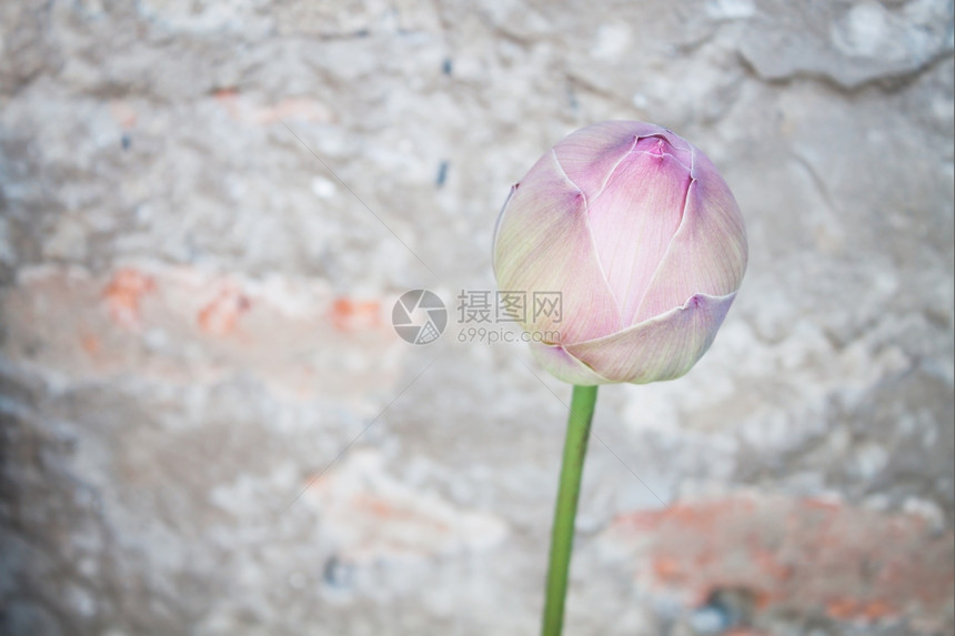 粉色莲花芽有古年背景图片