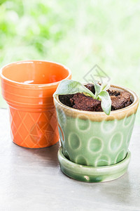 绿色陶瓷厂锅中的新生命植物图片