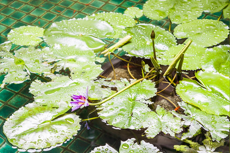 雨过后紫色莲花在游泳池里图片