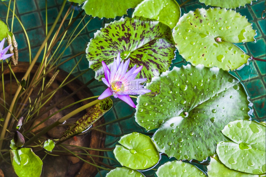 绿叶上漂浮的紫花水百合图片