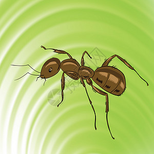 词源学用于设计的褐蚂蚁色彩多的插图背景