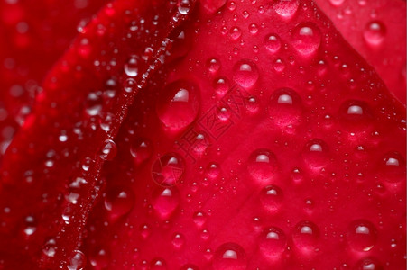 红玫瑰和水滴宏观关闭深井图片