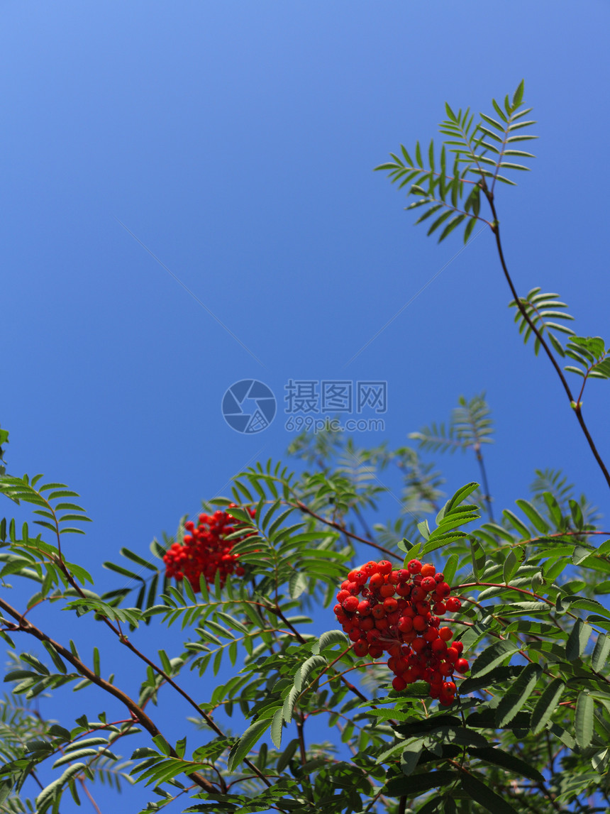 一棵树上秋红的山莓蓝天背景的自然降生罗万伯利灰莓图片