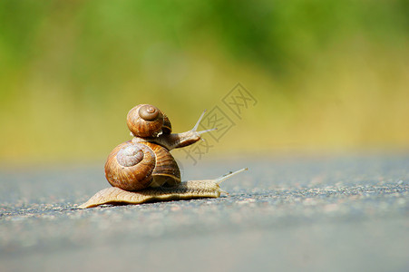 在路上赛车的蜗牛背景图片