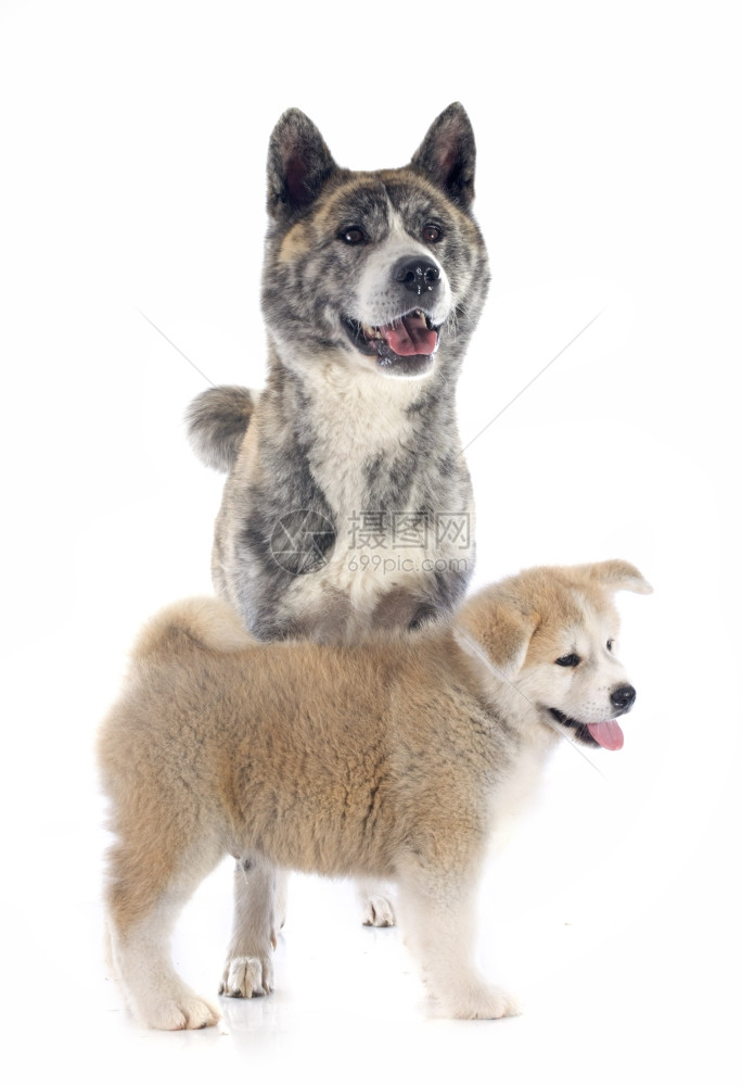 白背景面前的小狗和成人akitainu图片
