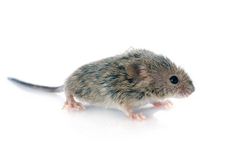 白色背景前的baby鼠标背景图片