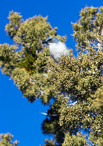 褐头山雀一只蓝鸟在野餐区游荡寻找施舍背景