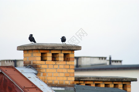 有烟囱和鸟在私家的住宅里背景图片