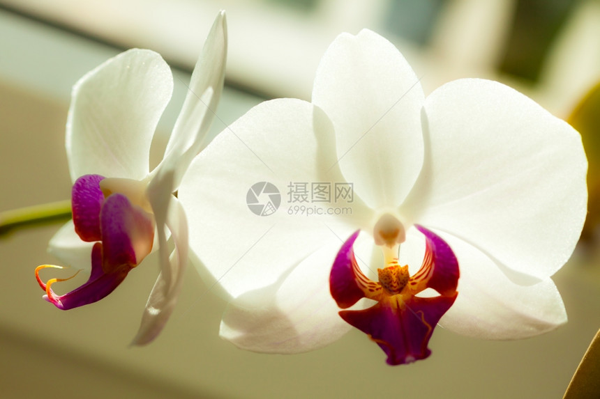 优雅的白色兰花室内开的热带朵大自然图片