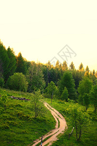 美丽的绿色森林山丘地貌的通道波兰Bieszczady图片