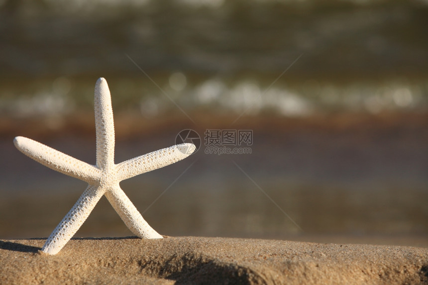 海星在滨沙滩上洋背景星暑假符号图片