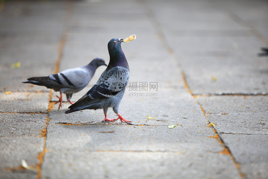 饥饿的鸽子在市街吃面包图片