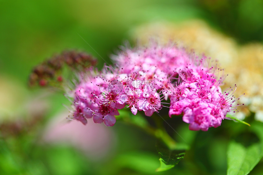 花朵中的粉红色户外绿模糊背景图片