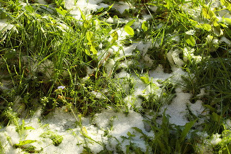 雪泉覆盖的绿草雪融化图片