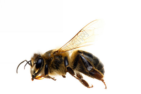 蜜蜂特写白背景的蜜蜂背景