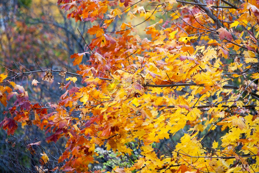 美丽的秋树地貌金树自然背景图片
