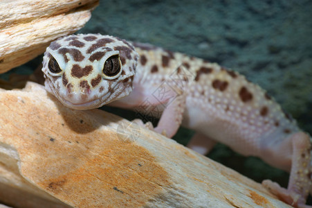 小列斯鬣蜥美洲豹热带蜥蜴背景