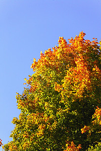 美丽的秋天树景观树对着蓝图片