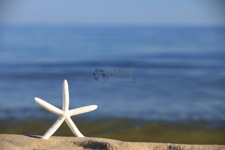 海星在滨沙滩上洋背景星暑假符号图片