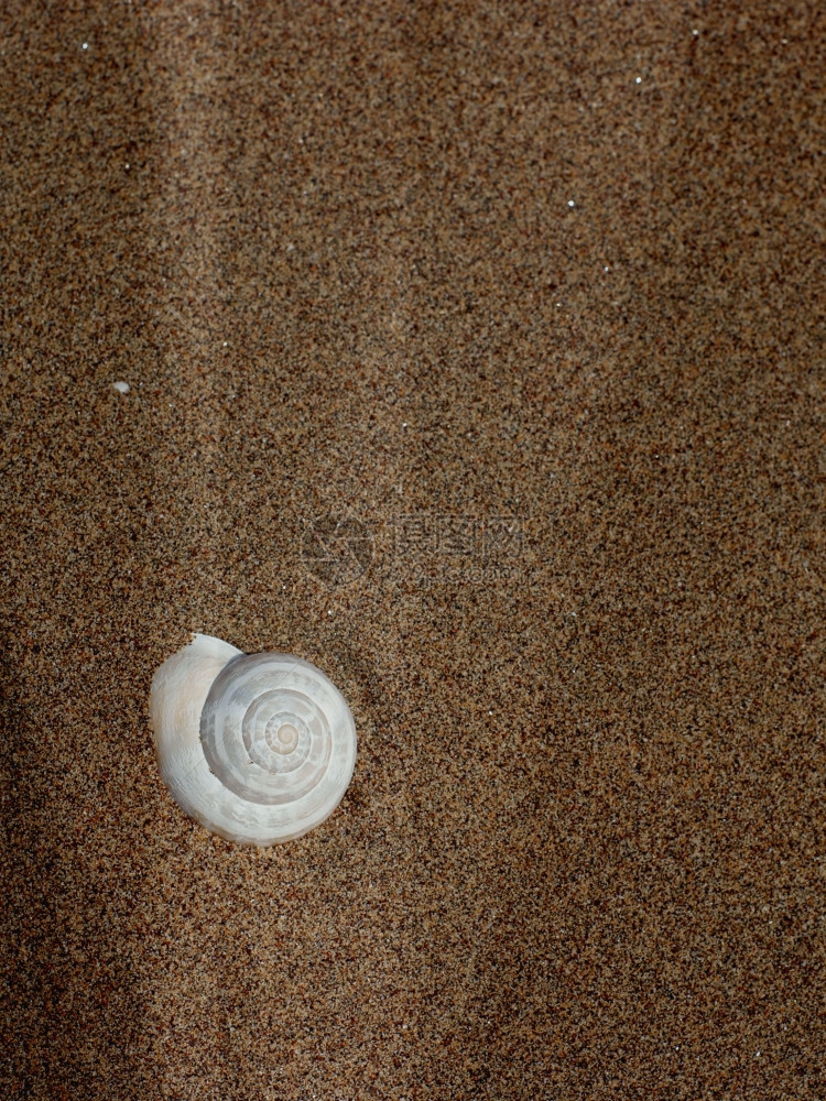 沙中海壳作为背景图片