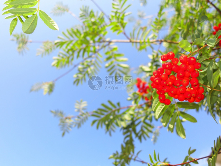 一棵树上秋红的山莓蓝天背景的自然降生罗万伯利灰莓图片