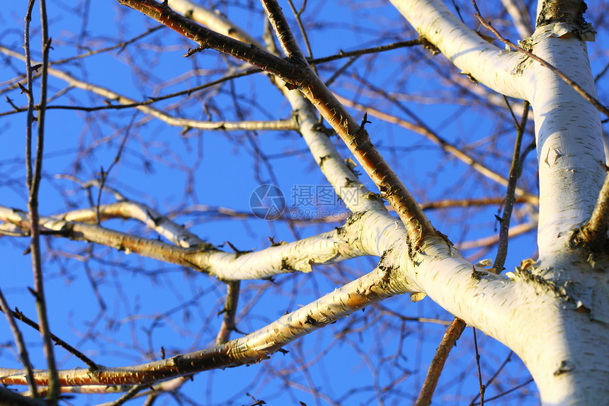 蓝色天空背景的银生树详细拍摄图片