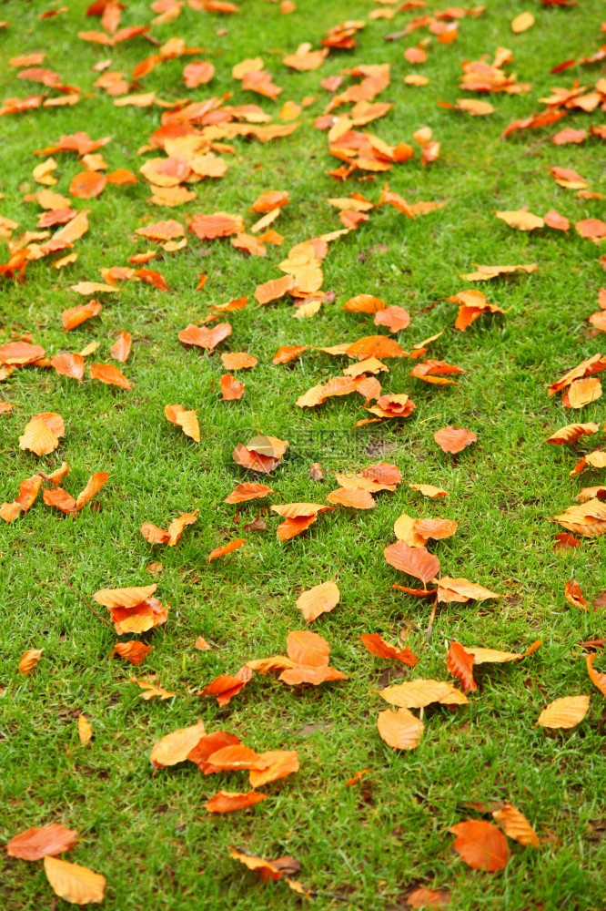 绿草上的橙色秋叶图片