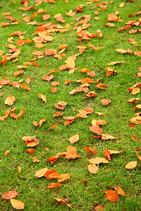 绿草上的橙色秋叶图片