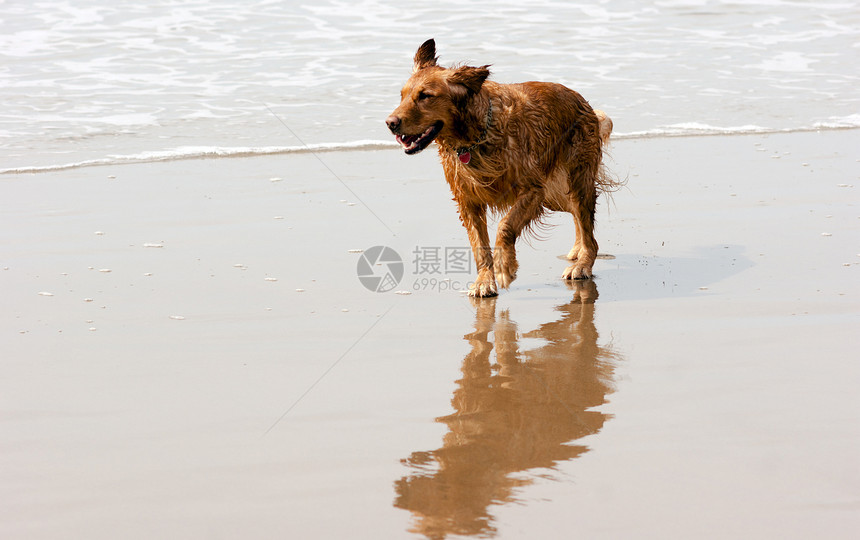 在太平洋冲浪边缘奔跑的快乐狗图片