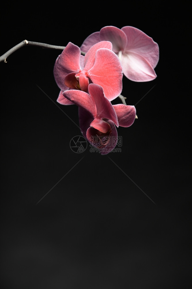 Palaenopsis粉红兰花黑色背景复制空间图片