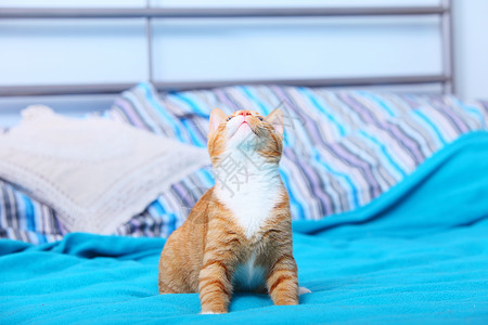 哈咪猫大吉大利家里的动物红可爱小猫宠物咪在床上绿的毯子上背景