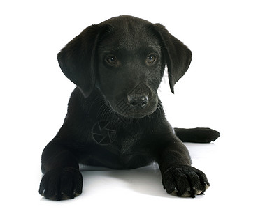 黑色拉布拉多白色背景前的小狗纯种拉布多检索器背景