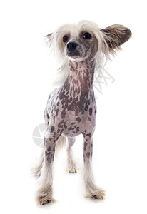 摄影棚中纯种国白骨狗的肖像背景图片
