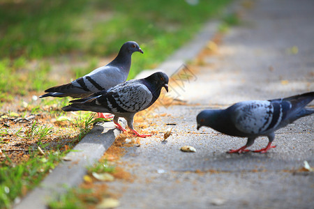 饥饿的鸽子在市街吃面包背景图片