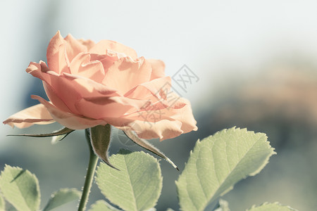 大自然美丽鲜艳的橙色玫瑰花和模糊背景的朵相近园艺图片