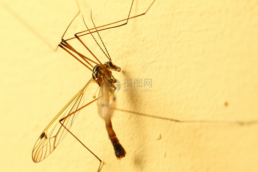 一只蚊子坐在室内的黄色墙上特图片