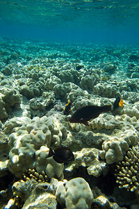 轴孔珊瑚珊瑚礁有软和硬有异国鱼类背景