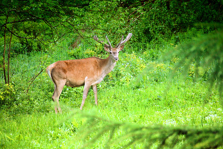 绿色夏月森林中雄鹿的壮丽青的雄鹿肖像图片