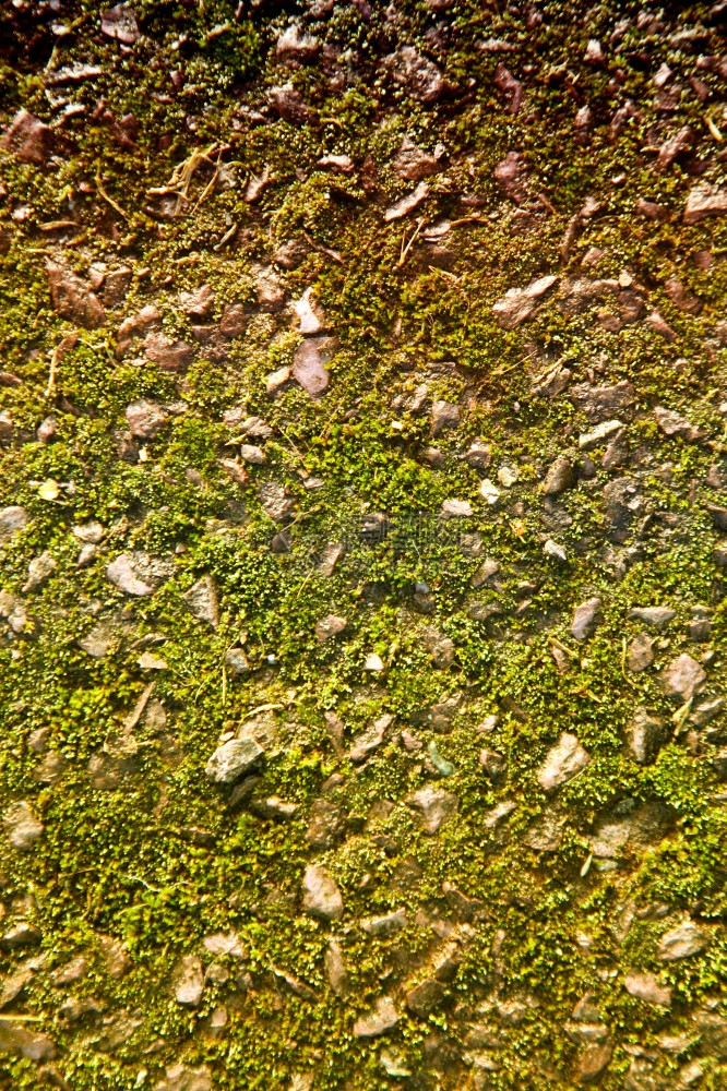 绿色树叶覆盖的墙壁攀爬植物的自然背景图片