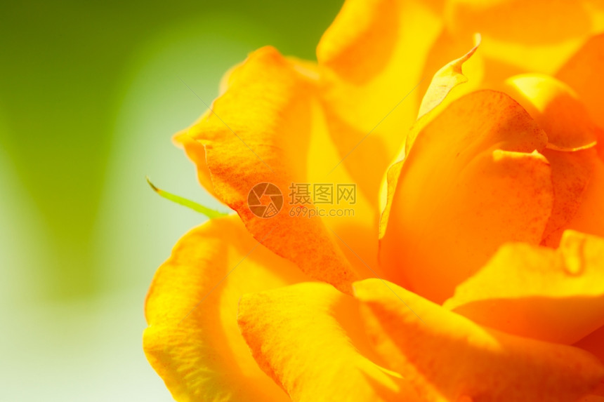 大自然近距离接背景的美丽盛开橙色玫瑰花图片