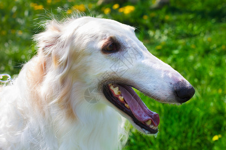 狗Borzoi俄罗斯狼犬在近肖像中微笑高清图片